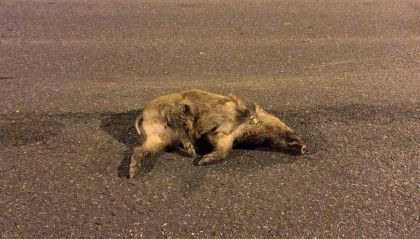 南京一市民晚上开车撞到野猪，而且撞了两头！