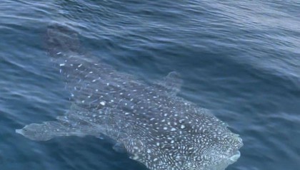 青岛一海域惊现大鲸鲨，身长八九米！目击者：可以吹一辈子！