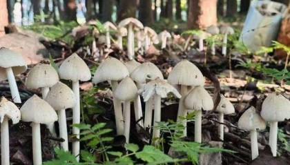 云南姑娘今年在杭州采了200斤鸡枞菌！专家提醒