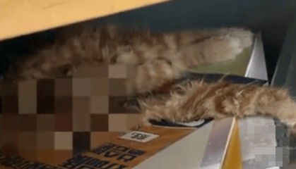猫咪尸首分离被放课桌 调查结果：非人为