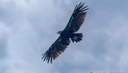 首次！40℃的武汉冒出一只乌雕！身穿“羽绒服”的它边飞边张口散热