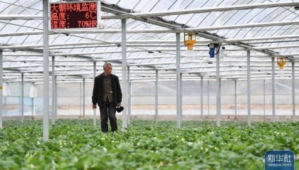 新华社报道——陕西镇巴：发展现代农业 促进乡村振兴