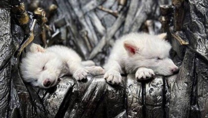 《权力的游戏》中的冰原狼被这家公司复活，马斯克发帖关注