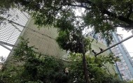 上海市中心突发！大风大雨，一棵10米高的老槐树，压在1万伏高压线上，旁边就是敬老院