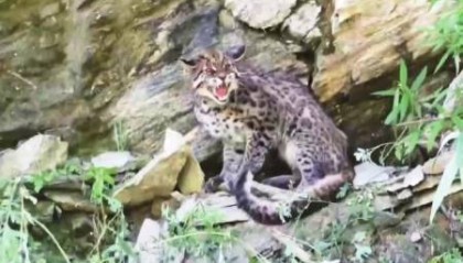 大熊猫国家公园平武片区巡护员拍到亚洲金猫