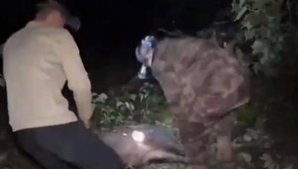 赏金猎人团已在南京捕获133头野猪，还差67头才能拿到每头二三千元补贴，他们真的很赚钱？