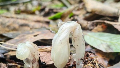 云南哀牢山发现7株“冥界之花” 一碰就枯萎