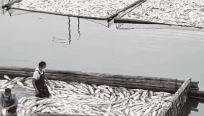 企业施工向水库排污致数万斤鱼死亡损失百万？当地：没有违法排污，只是在水底打桩