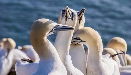 中俄没料到,中东一国倒戈?美不许伊朗石油输华,伊总统火速做保证