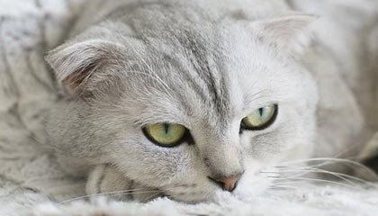 重庆警方破获一起虚拟货币盗窃案