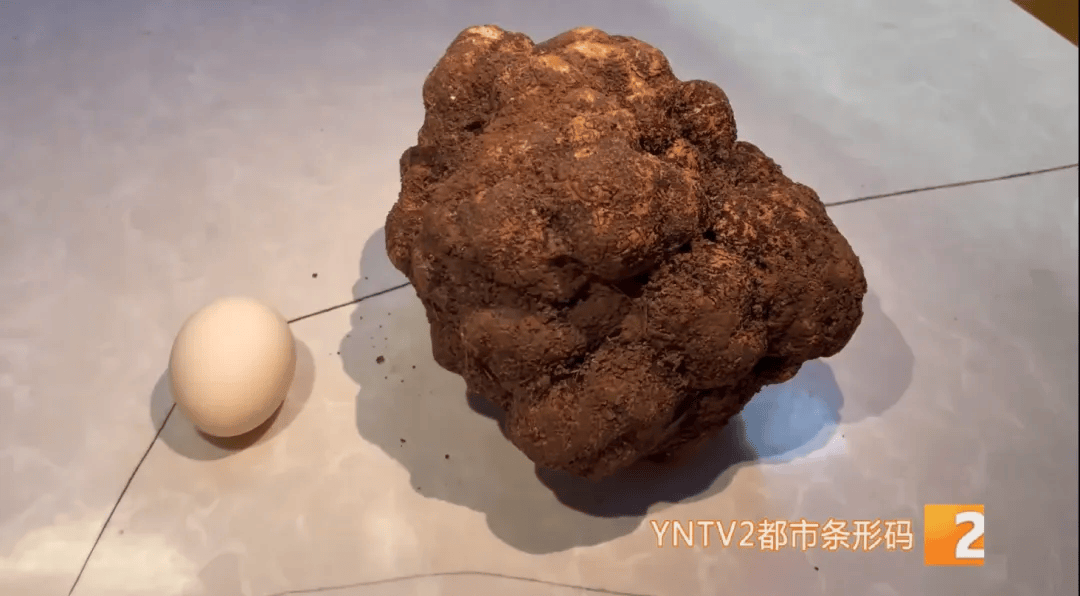 昆明一村民挖到1.7公斤超大松露!“看都看不够”