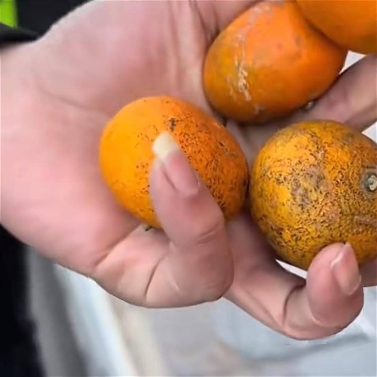 货车司机拉橘子不能走“绿通”?高速公司回应:橘子不新鲜,不符合“绿通”要求