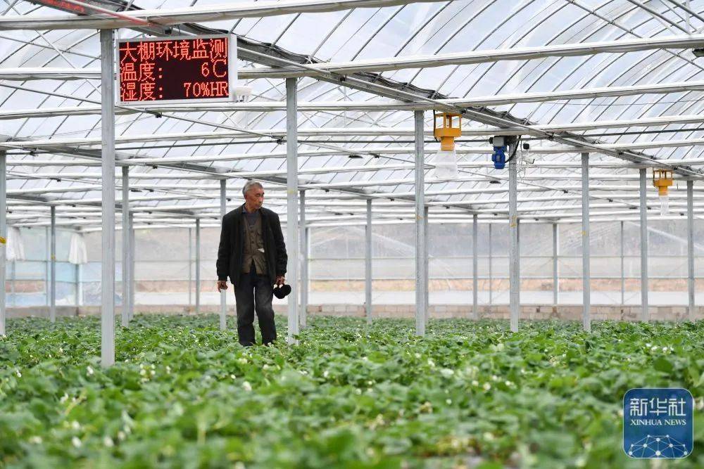 新华社报道——陕西镇巴:发展现代农业 促进乡村振兴