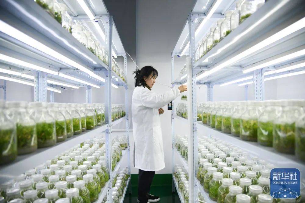 新华社报道——陕西镇巴:发展现代农业 促进乡村振兴