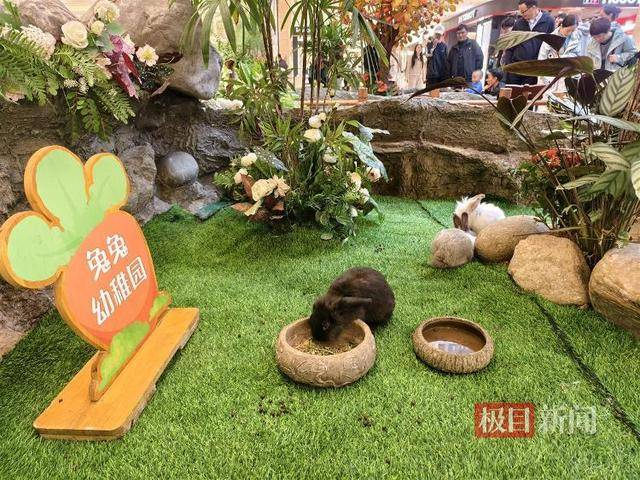 西安一商场用狮子“引流”遭质疑,小狮子、小马和羊驼已撤走