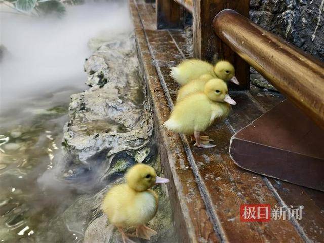 西安一商场用狮子“引流”遭质疑,小狮子、小马和羊驼已撤走