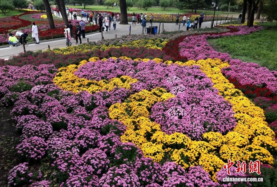 北京:游客漫步“菊海花田” 感受秋日盛景