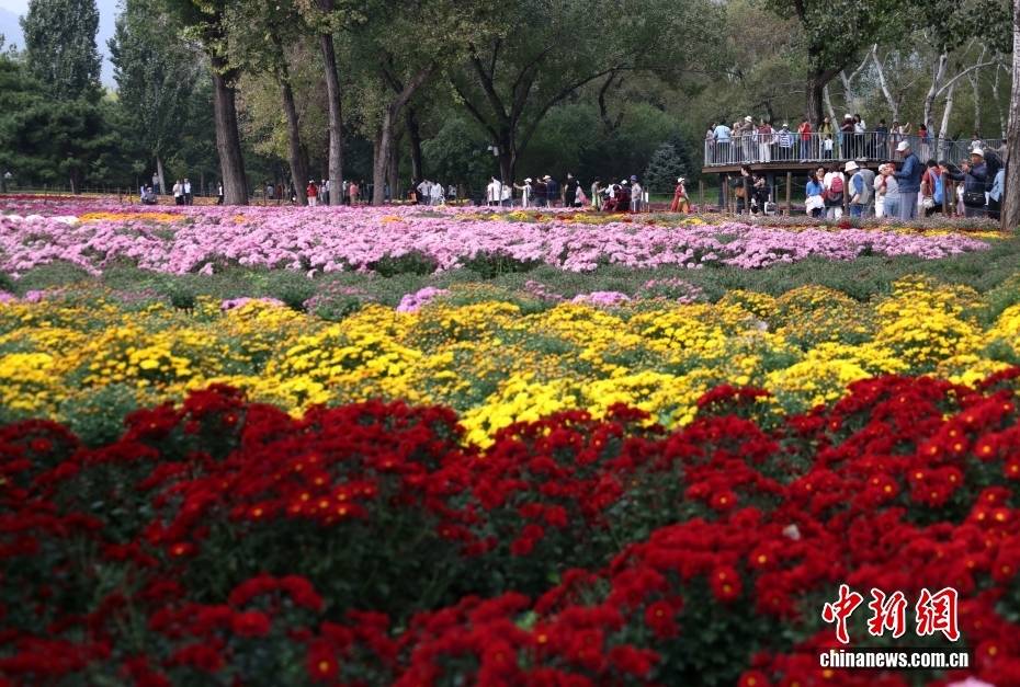北京:游客漫步“菊海花田” 感受秋日盛景