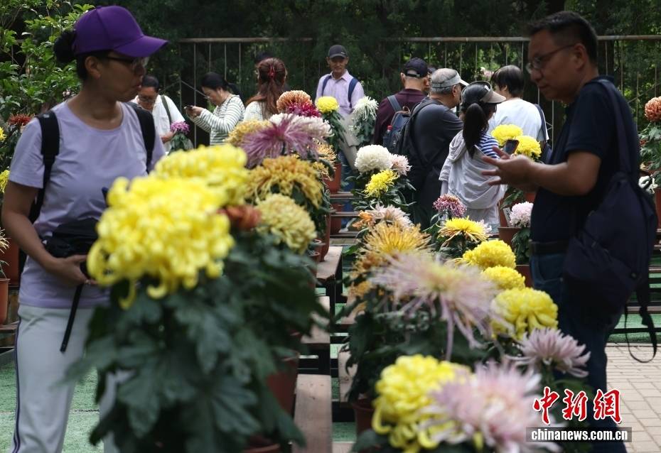 北京:游客漫步“菊海花田” 感受秋日盛景