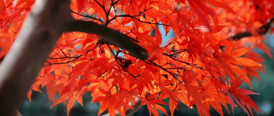 错过再等一年!郑州周边赏红叶的5个好去处推荐!