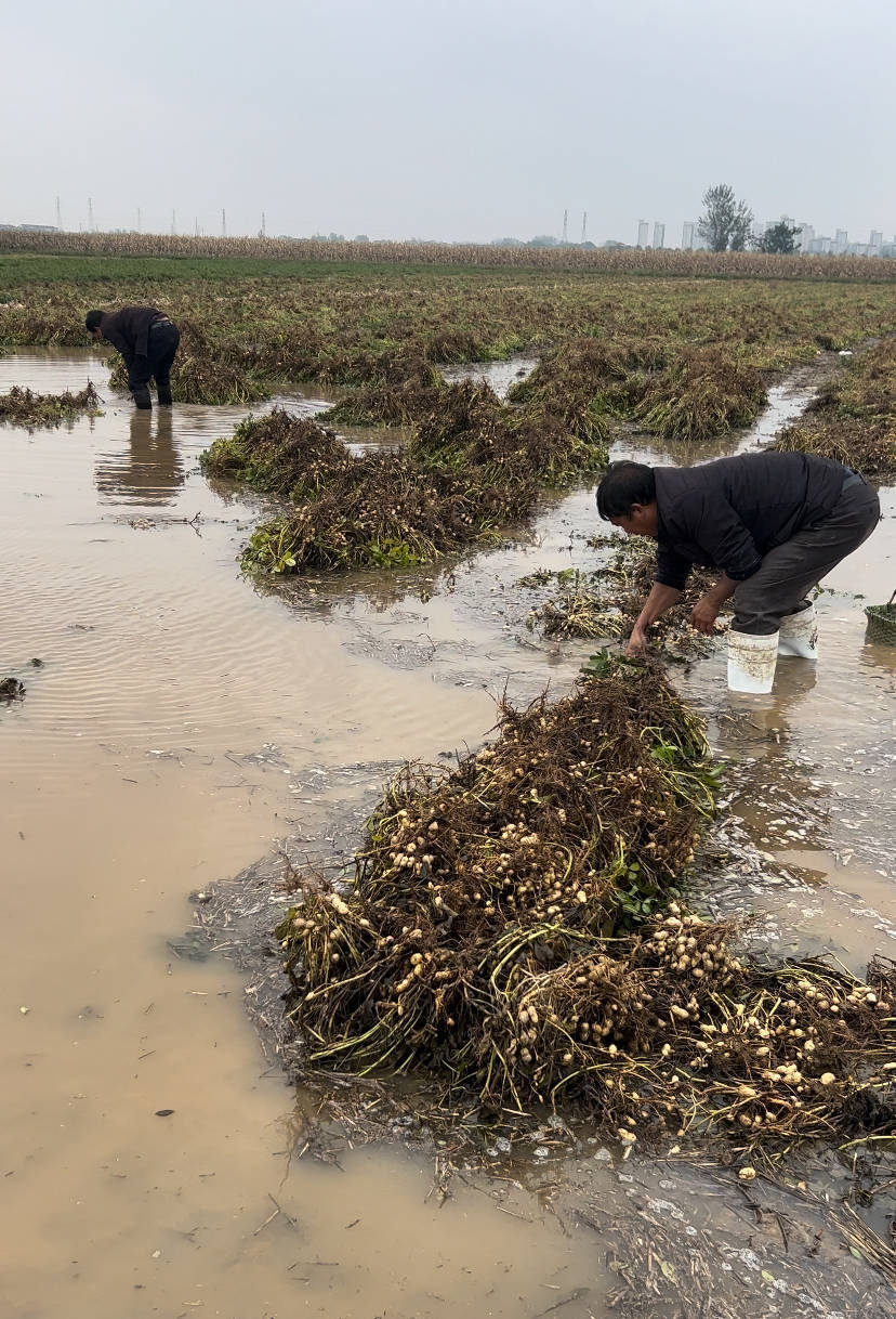 夏旱之后又秋涝,一位河南农户的花生抢收战