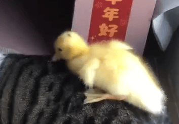 广东两男子偷走公园一只鸭子并食用，被行拘5日，网友：活该！